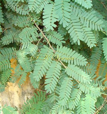  Leaves